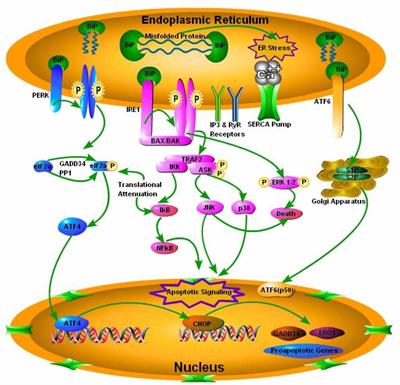 The Role of Unfolded Protein Response and Mitogen-Activated Protein Kinase Signaling in Neurodegenerative Diseases with Special Focus on Prion Diseases